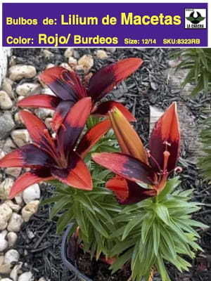 Bulbos Lilium P/Macetas. Color: Rojo/Burdeos