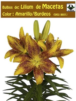 Bulbos Lilium Para/Macetas Color Amarillo/Burdeos