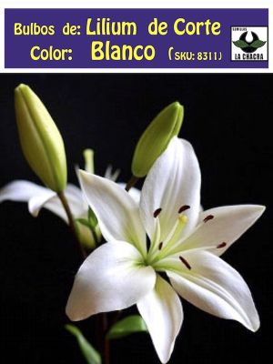 Lilium Asiático de Corte.Color Blanco Size: 12/14