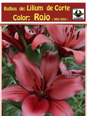 Lilium Asiático de Corte.Color Rojo Size 12/14