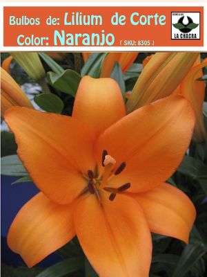 Lilium Asiático de Corte.Color Naranjo.size: 12/14