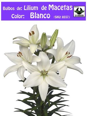 Bulbo Lilium Doble Para/Macetas Color Blanco