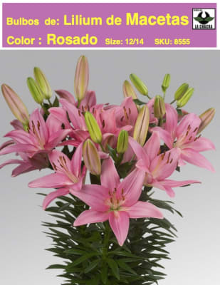 Bulbos Lilium Doble  Para/Macetas Color Rosado