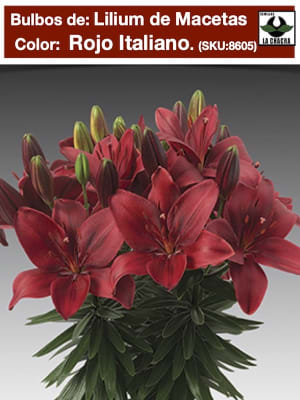 Bulbos Lilium Doble Para/Macetas Color Rojo Size: 12/14