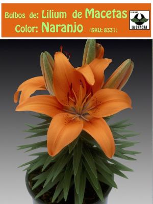 Bulbo Lilium Para/Macetas Color Naranjo.