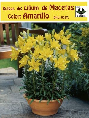 Bulbos de Lilium Para/Macetas Color Amarillo