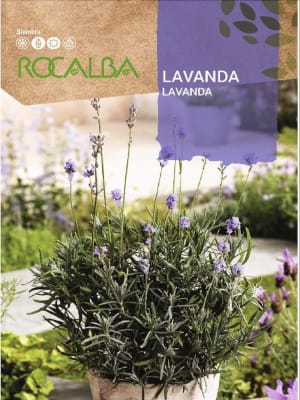 LAVANDA . Lavandula Angustifolia.
