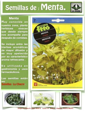 MENTA VERDE