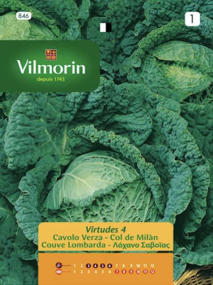 Repollo Milán Crespo. Sobre 6 Gramos