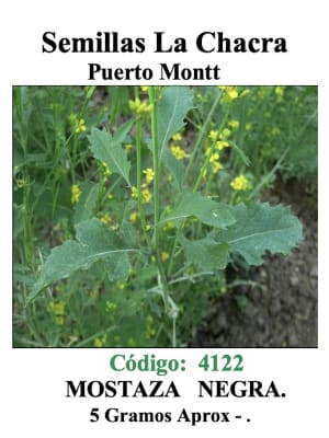 Mostaza Negra