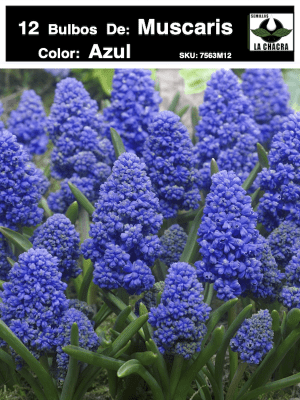 1 Docena de Bulbos de Muscaris Azul Size: 5/6
