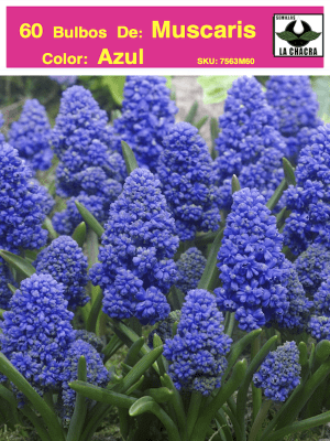 5 Docenas de Bulbos de Muscaris Azul Size: 5/6