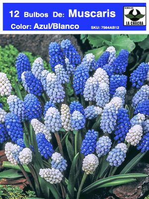 MUSCARIS  12 Bulbos Color: Azul/Blanco Size: 4/5