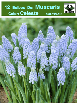 MUSCARIS 12 Bulbos Color: Celeste. Size: 4/5