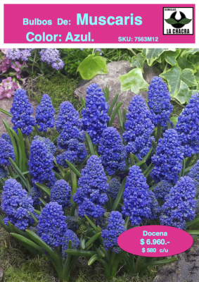 1 Docena de Bulbos de Muscaris Azul Size: 5/6