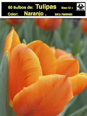 5 Docenas de Bulbos Tulipas Color: Naranjo. Borde Amarillo  Calibre 12 +