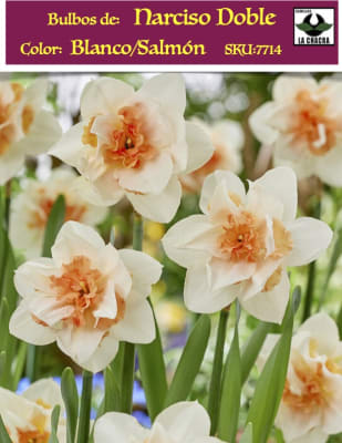 Bulbos de Narcisos. Color: Doble Blanco/Salmón. Size: 12 +