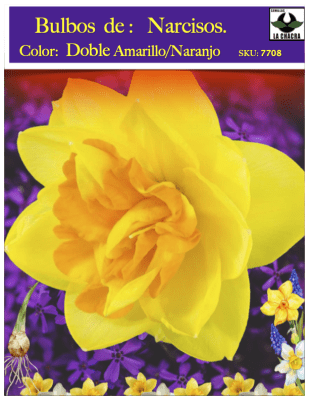 Bulbos de Narcisos. Color: Doble Amarillo/Naranja Size. 12/15