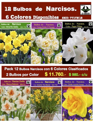 Pack 12 Bulbos de Narcisos. 6 Colores Calibre: 12 + . 2  Bulbos por color