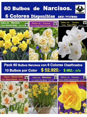 Pack 60 Bulbos de Narcisos.  6 Colores Calibre: 12+. ( 10 Bulbos por color )