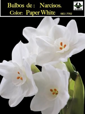 Bulbos de Narcisos. Color: Blanco Doble 12+