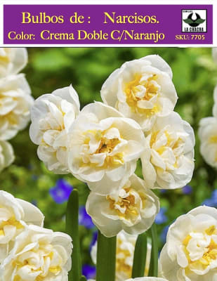 Bulbos de Narcisos. Crema Doble C/Naranjo. Calibre: 12 +