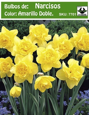 Bulbo de Narciso. Amarillo Dobles. Calibre: 12+