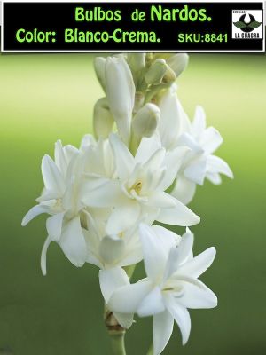 Polianthes Tuberosa , Nardos Color: Blanco-Crema