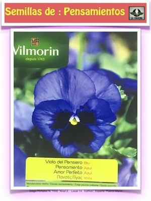 PENSAMIENTO DE FLOR GRANDE. AZUL