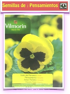 PENSAMIENTO GRANDE AMARILLO