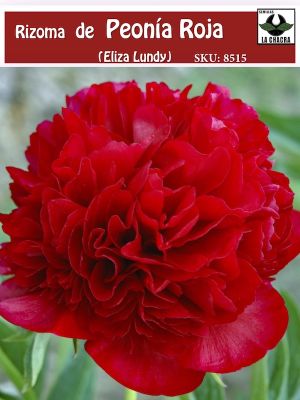 Rizoma de Peonía. Rojo