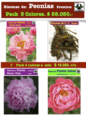 Rizoma de Peonía Premium. Pack 3 Variedades.