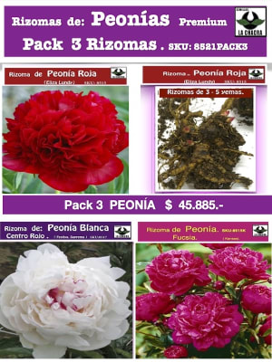 Rizoma de Peonía Premium. Pack 3 Variedades.  Rizomas con 3-5 Yemas