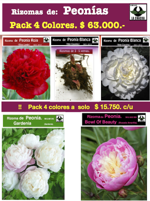 Pack 4 Rizomas de Peonías