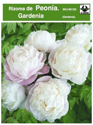 Rizoma de Peonía.Flor Gardenia