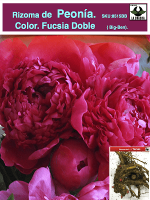 Rizoma de Peonía. Fucsia Doble
