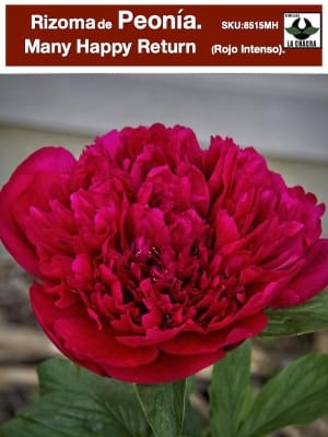 Rizoma de Peonía Color. Rojo Intenso.