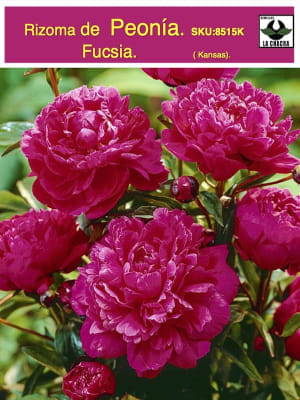 Rizoma de Peonía. Fucsia