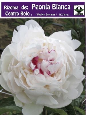 Rizoma de Peonía. Blanca Centro Rojo