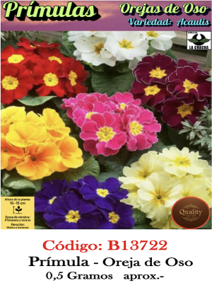 Prímulas. Oreja de Oso. Colores Mixtos