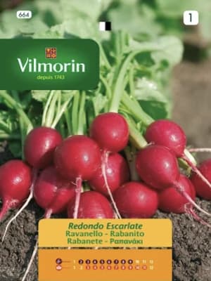 RABANITO ROJO ESCARLATA