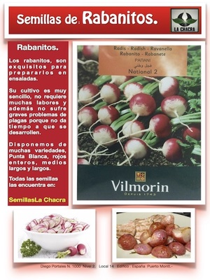 RABANITO NATIONAL 2 Punta Blanca 12 Gramos