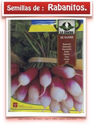 RABANITO LARGO DE 18 DIAS
