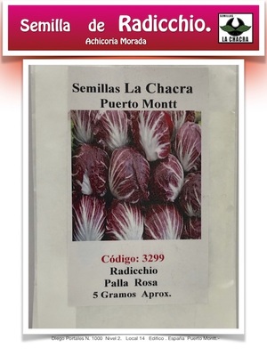 Radicchio. Achicoria Morada