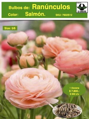 1 Docena de Bulbos de Ranúnculos Color: Salmón. Size: 5/6