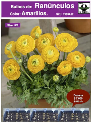 1 Docena de Bulbos de Ranúnculos Color: Amarillo. Size: 5/6
