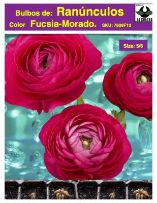 1 Docena de Bulbos de Ranúnculos Color: Fucsia - Morado. Size: 5/6