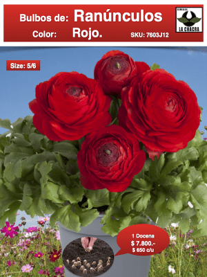 1 Docena de Bulbos de Ranúnculos Color: Rojo. Size: 5/6