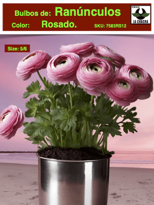 1 Docena de Bulbos de Ranúnculos Color: Rosados. Size: 5/6