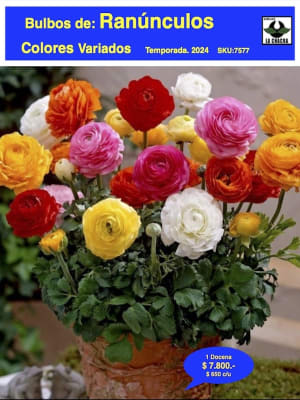 Docena de Bulbos de Ranúnculos: Colores Variados